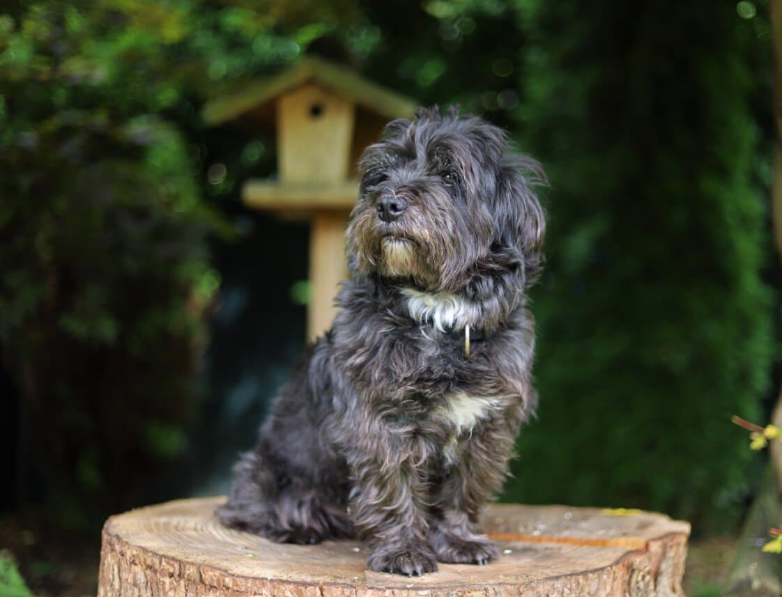 Separation Anxiety in Dogs: Signs & Solutions for Indian Homes