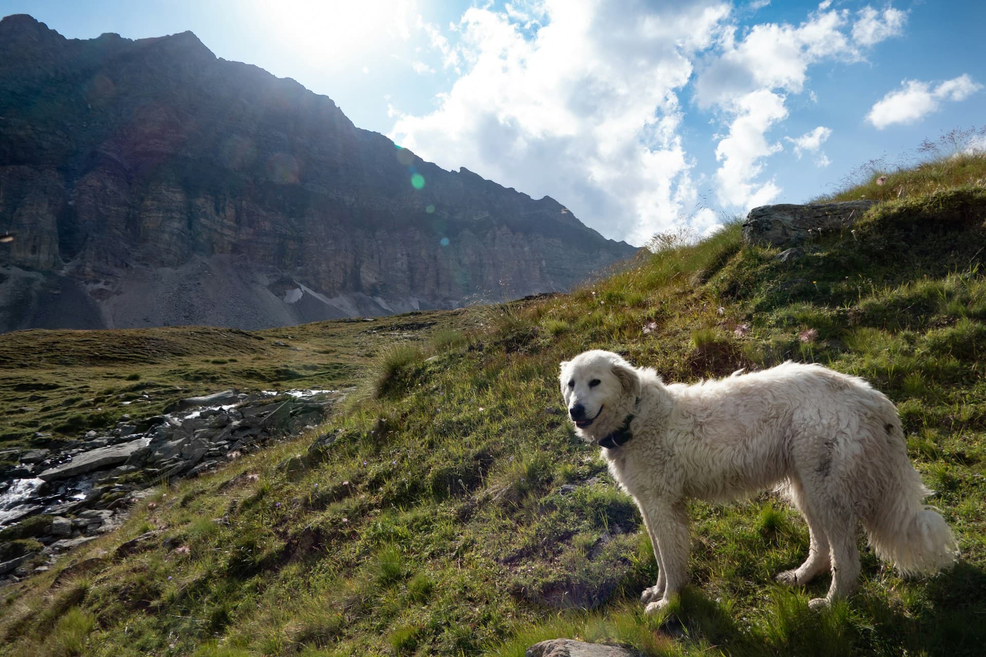 AÏdi (Chien de Montagne de L'Atlas)