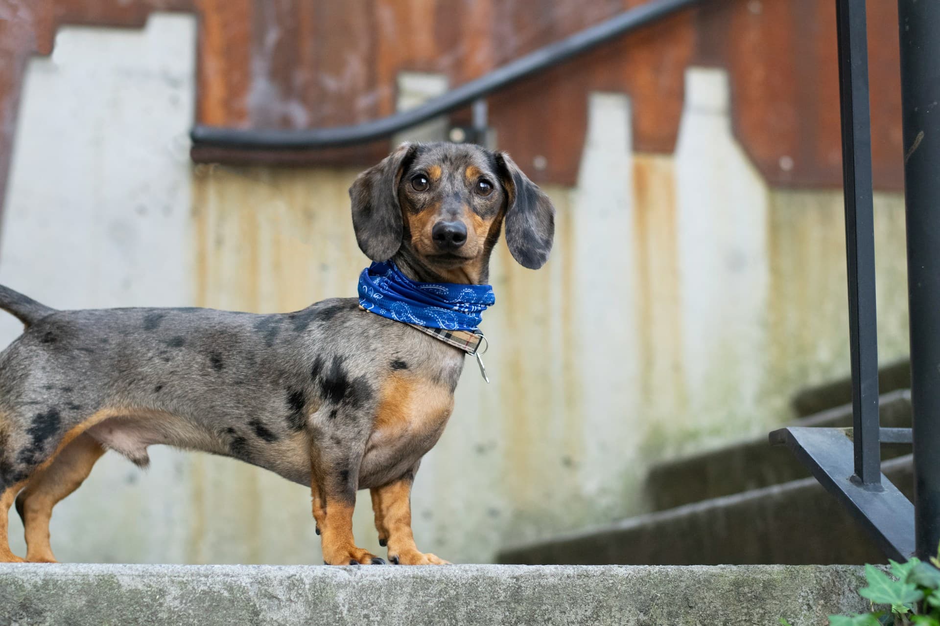 AlpenlÄndische Dachsbracke