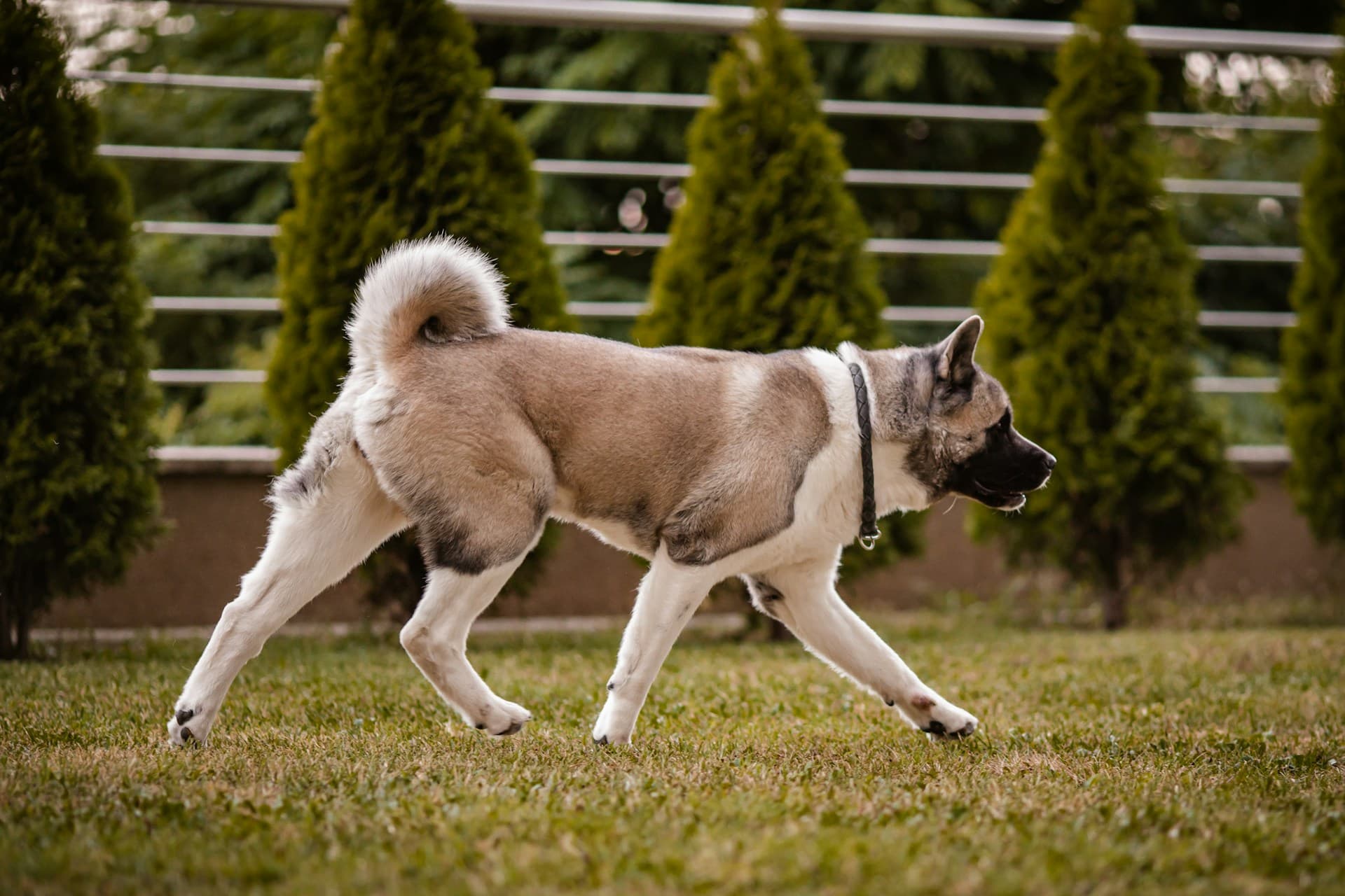 American Akita