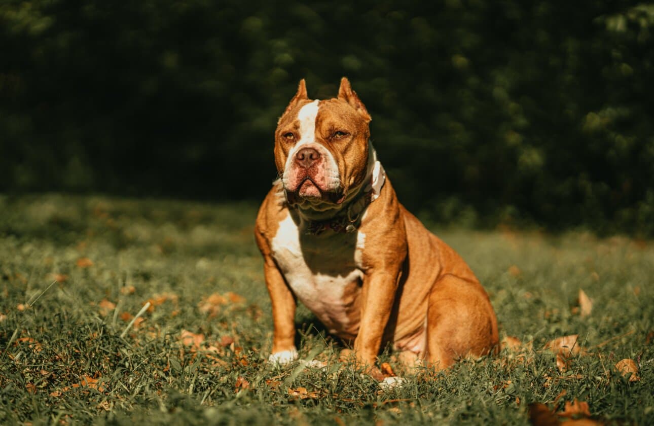 Common Dog Skin Problems in India: What to Do First