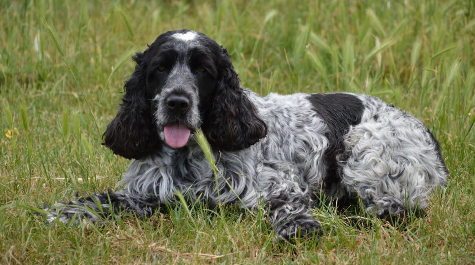 How Often Should You Bathe Your Dog in India?