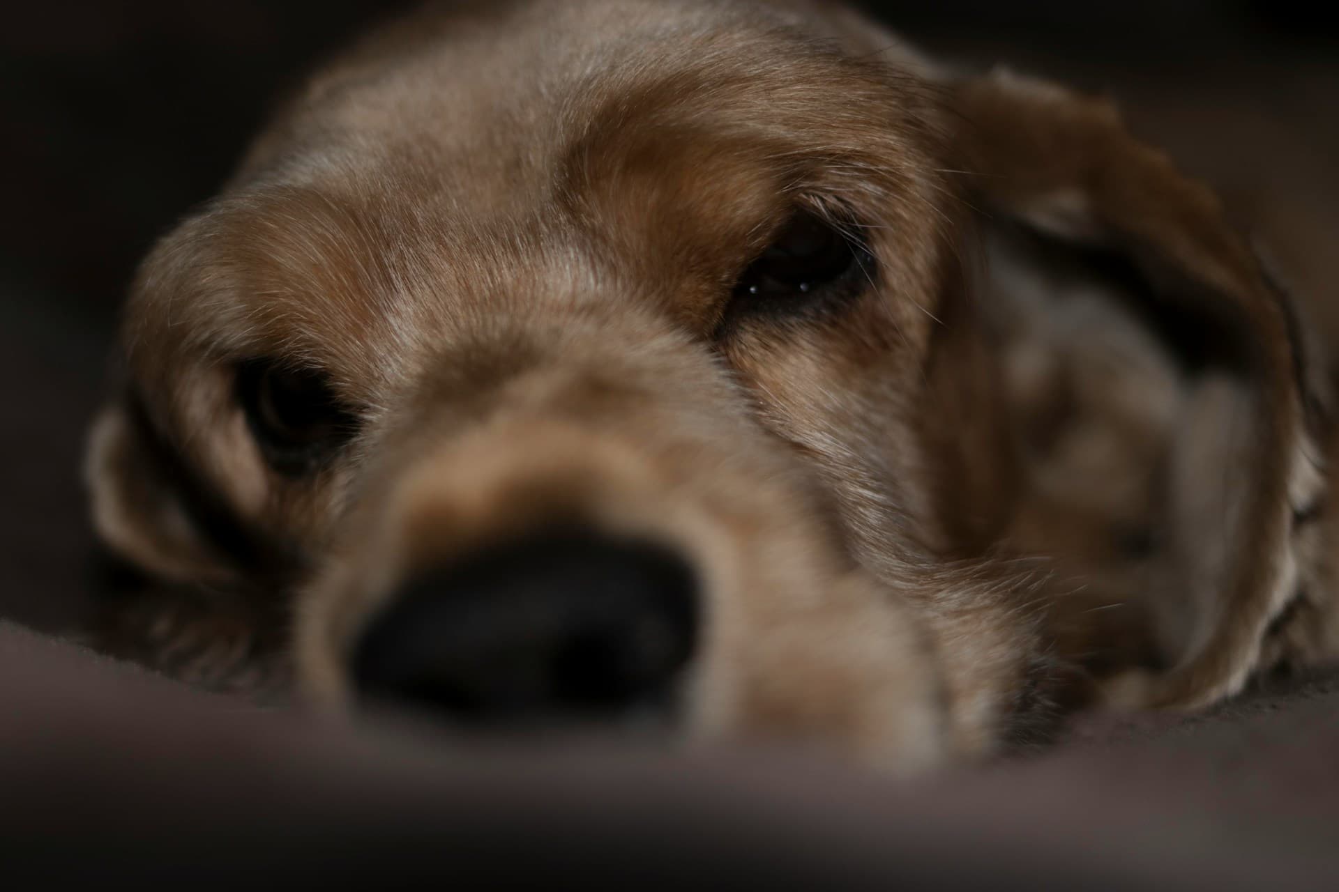 American Cocker Spaniel