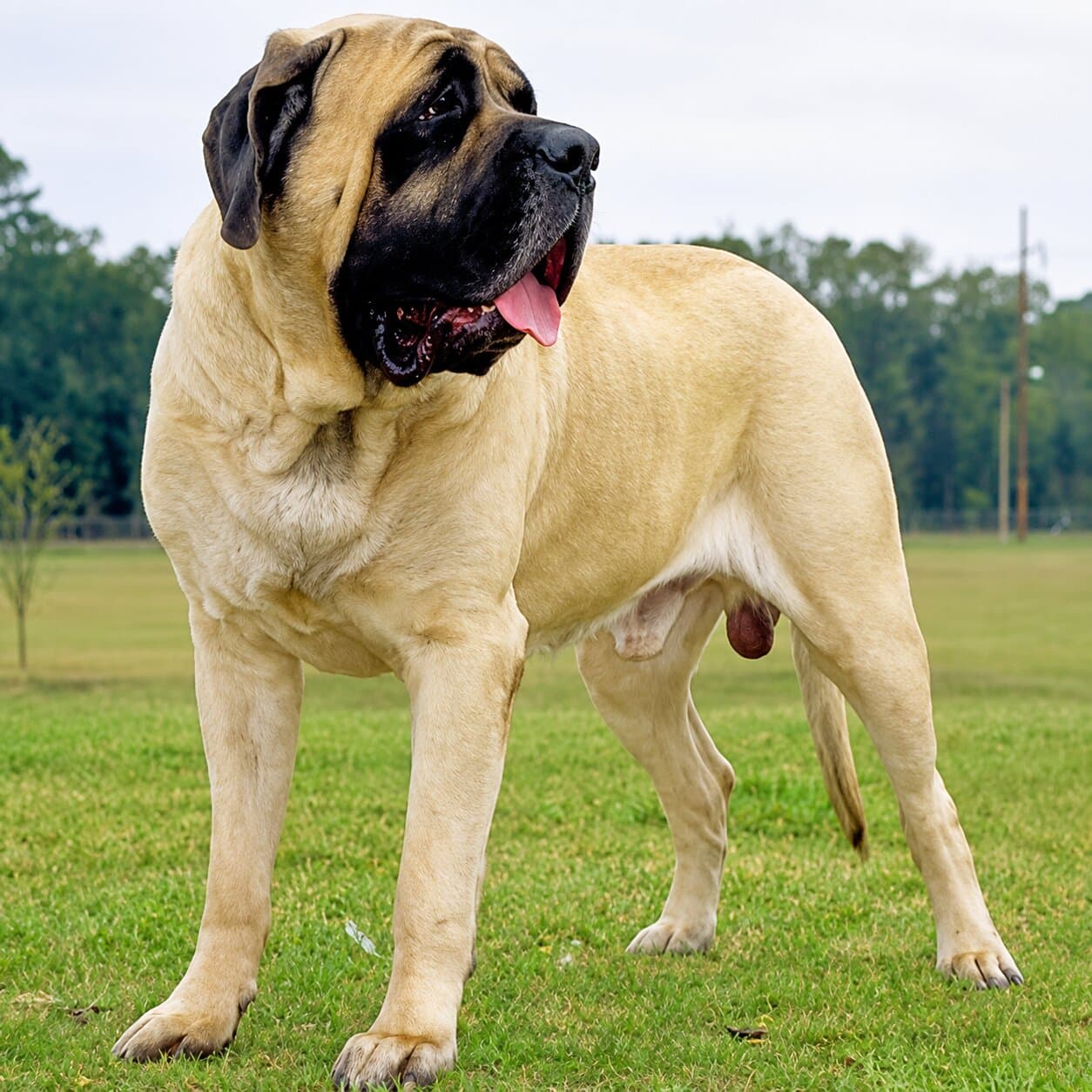 American Mastiff