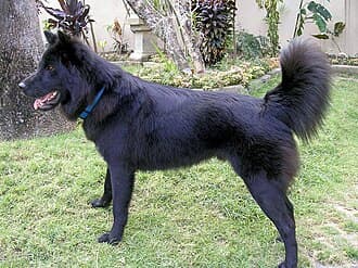 Anjing Kintamani-Bali