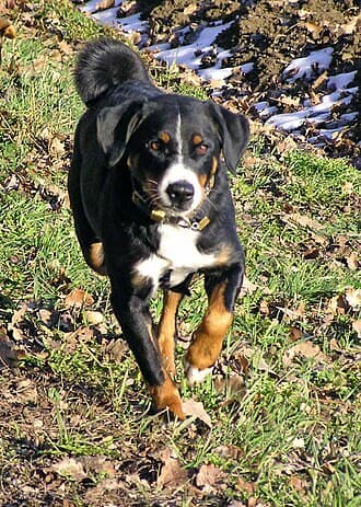 Appenzeller Sennenhund