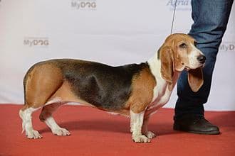 Basset Artesien Normand