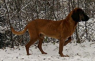 Bayerischer Gebirgsschweisshund