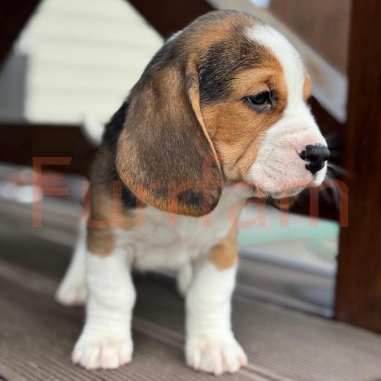 Beagle photo 5