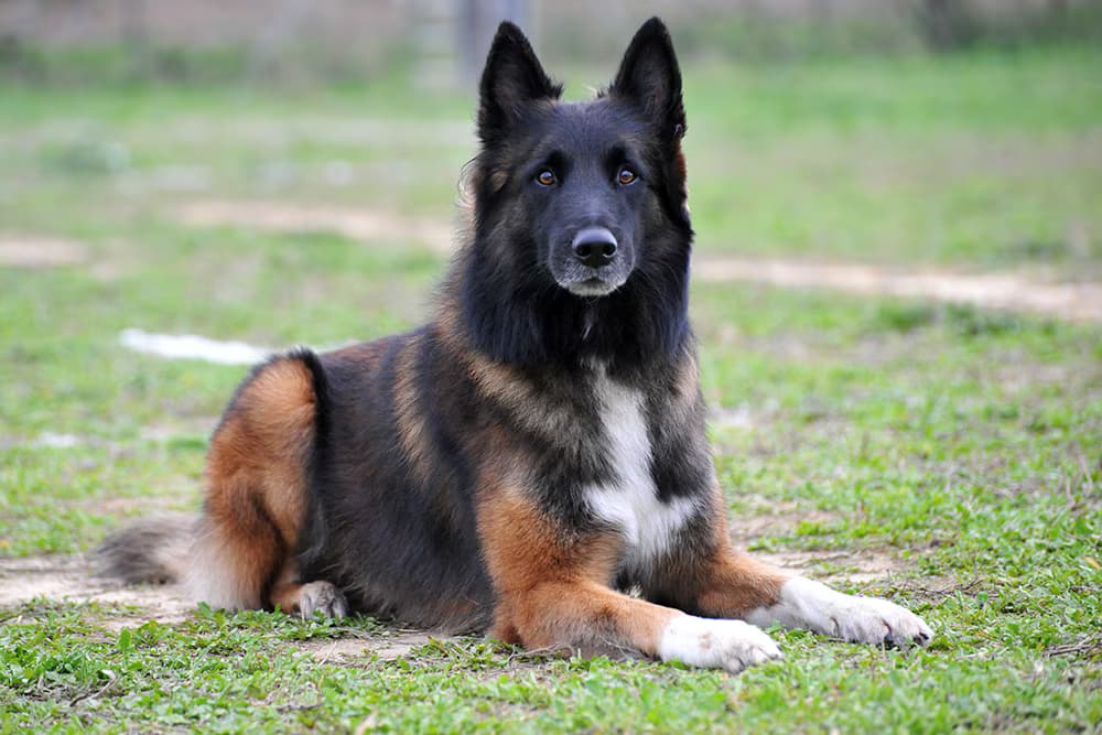 Belgian Shepherd