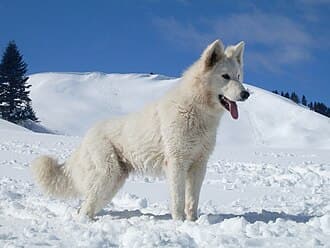 Berger Blanc Suisse