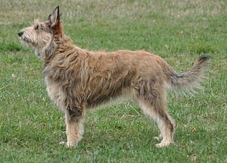Berger de Picardie