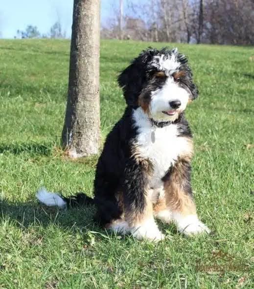 Bernedoodle