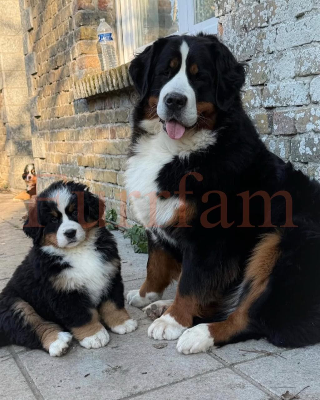 Bernese Mountain Dog photo 2