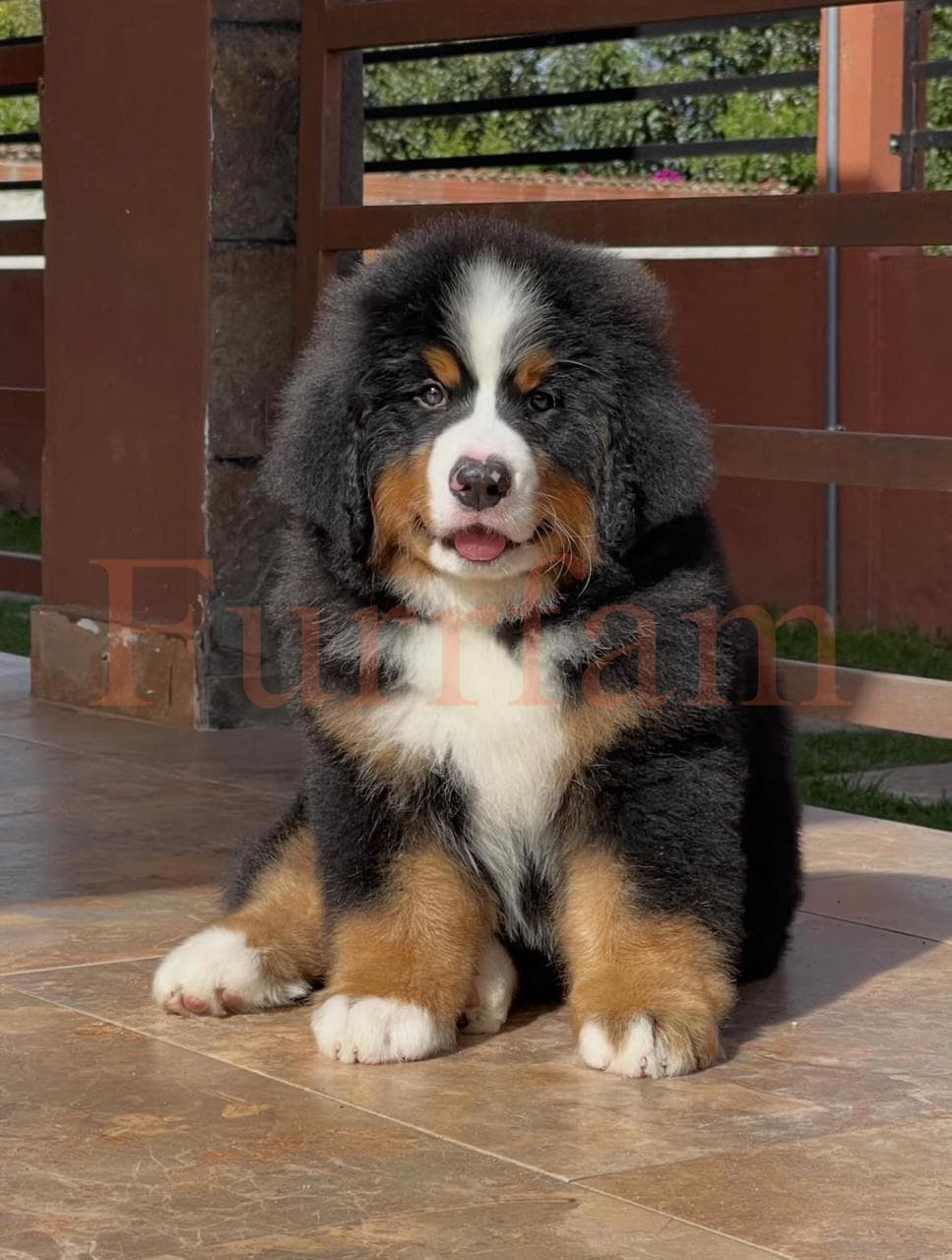 Bernese Mountain Dog