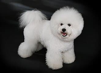 Bichon A Poil Frise