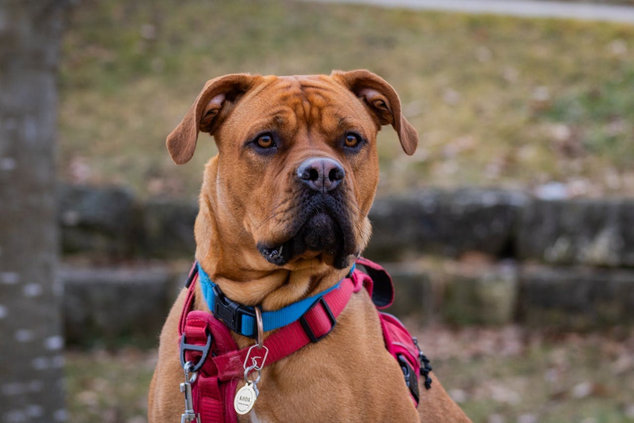 Boxer