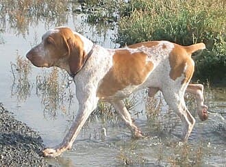 Bracco Italiano