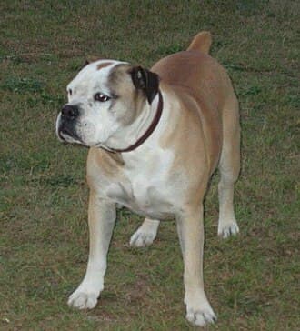 Buldogue Campeiro