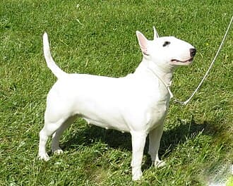 Bull Terrier (Miniature)