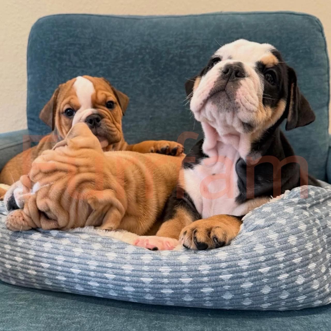 English Bulldog