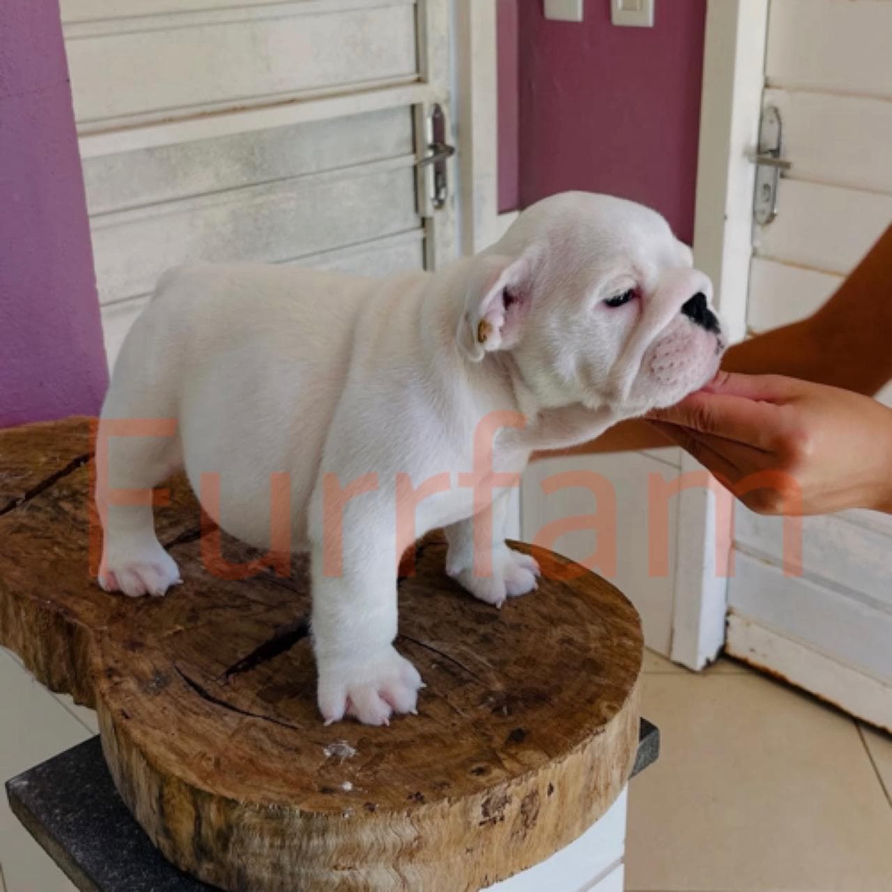 English Bulldog photo 3