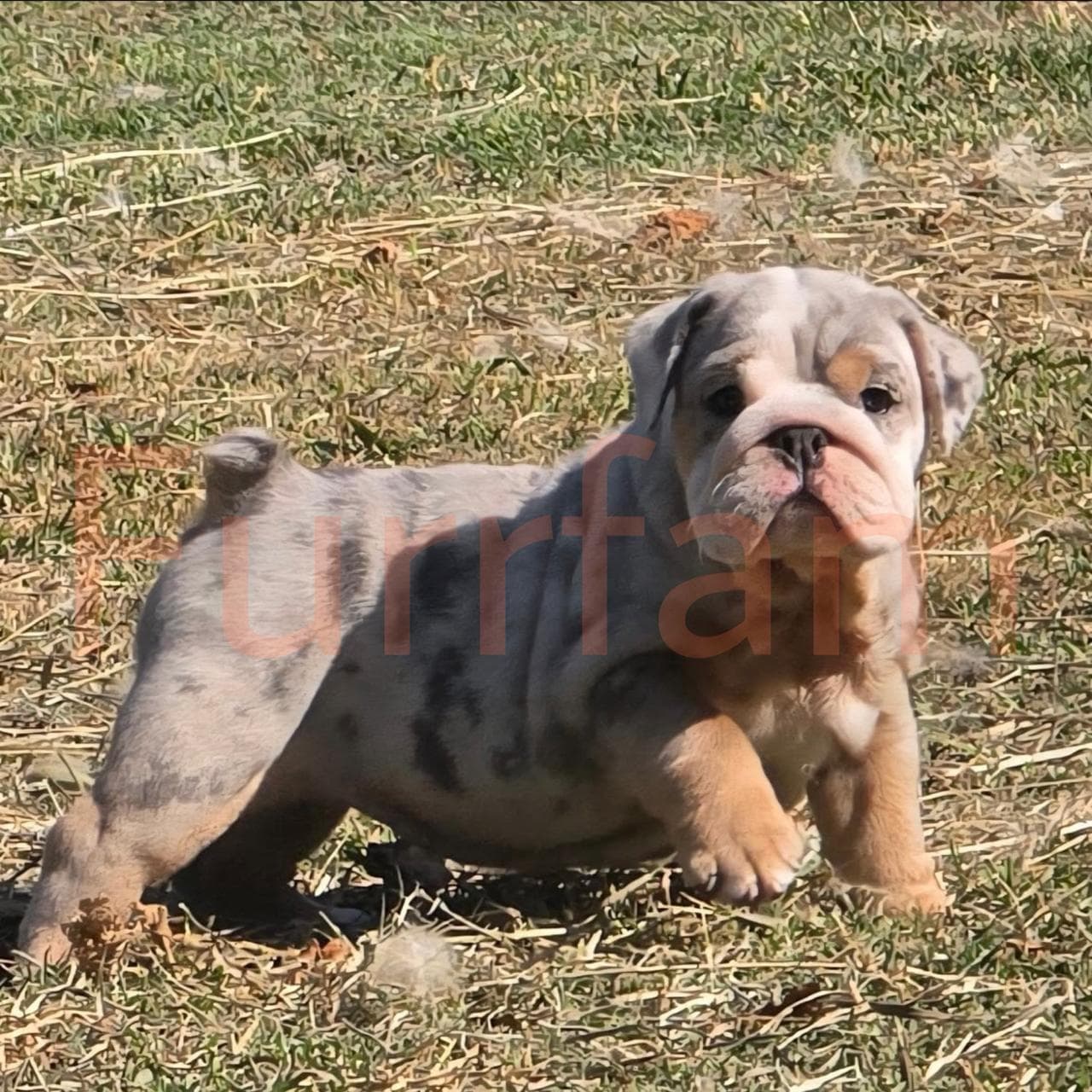 English Bulldog photo 4