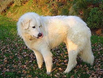 Cane Da Pastore Abruzzese Maremmano