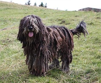 Cane Da Pastore Bergamasco