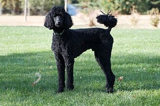 Caniche