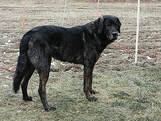 CÃo de Castro Laboreiro