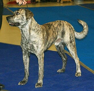 CÃo Fila de SÃo Miguel