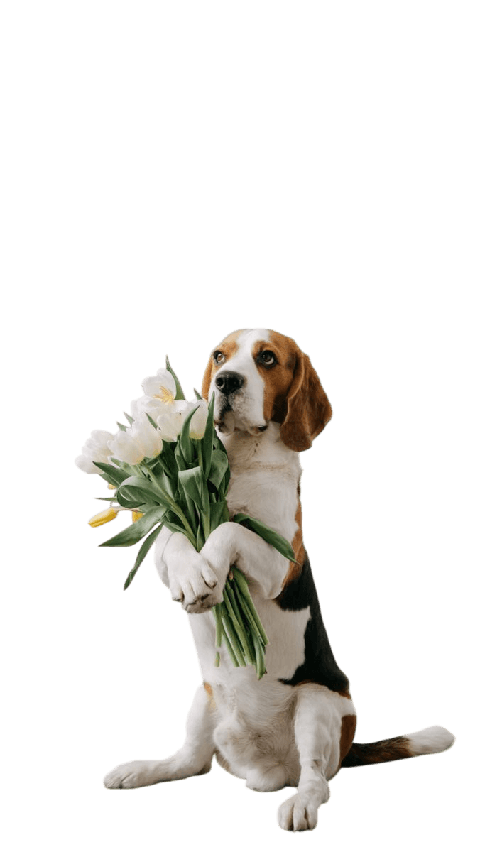 Easy Companion example breed