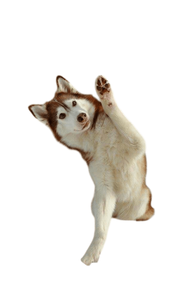 High Energy example breed