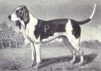 Chien d'Artois