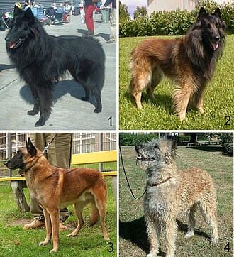 Chien de Berger Belge