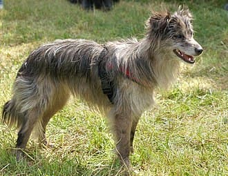 Chien de Berger des Pyrenees A Face Rase