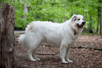 Chien de Montagne des Pyrenees