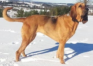 Chien de Saint Hubert
