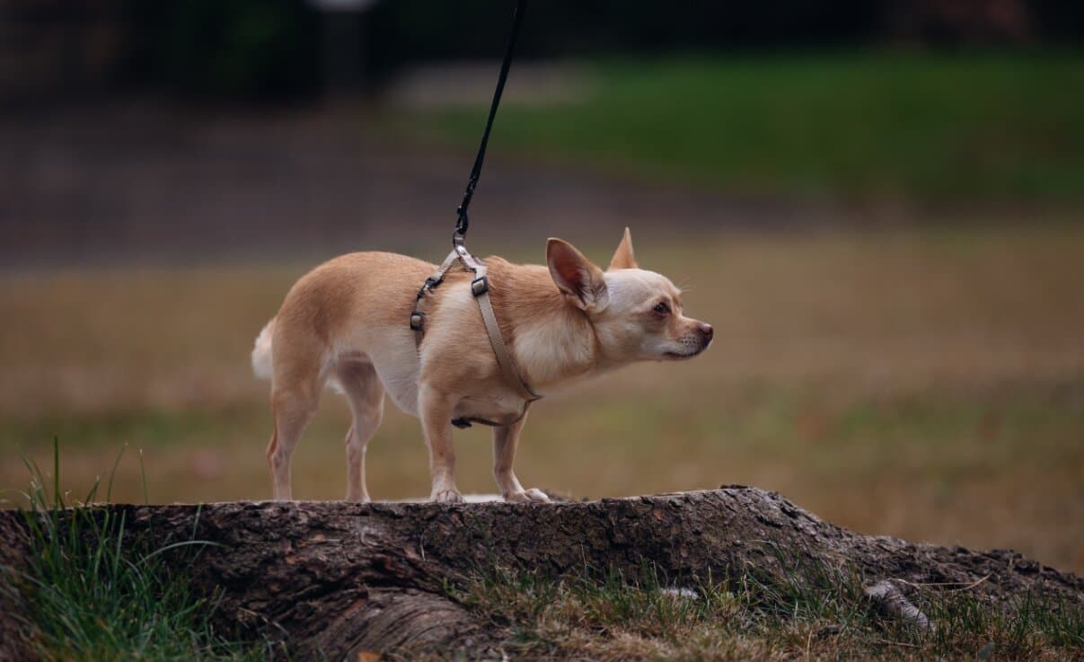 Small Dog Breeds Perfect for Apartment Living in India