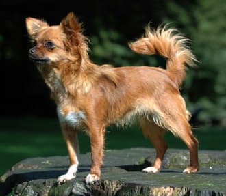 ChihuahueÑo