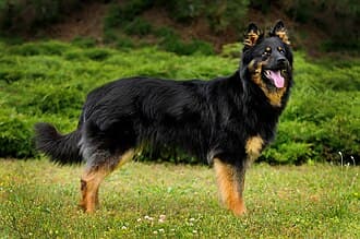 Chodsky Pes