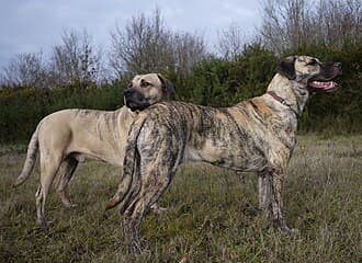CimarrÓn Uruguayo