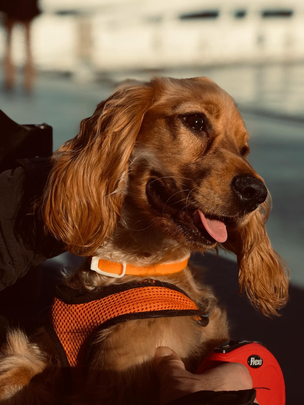 Cocker Spaniel