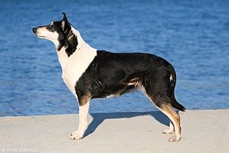 Collie Smooth