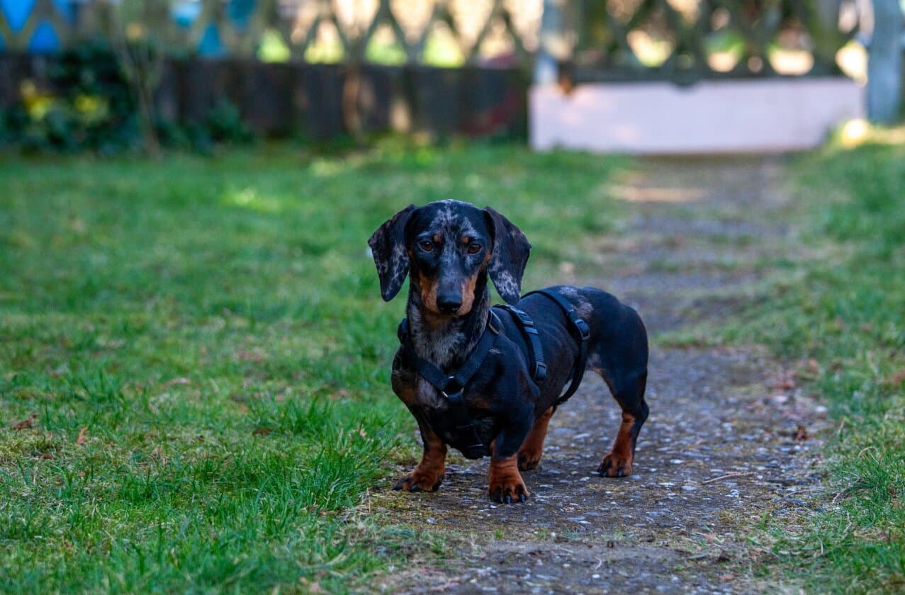 Best Dog Breeds for Working Professionals in India
