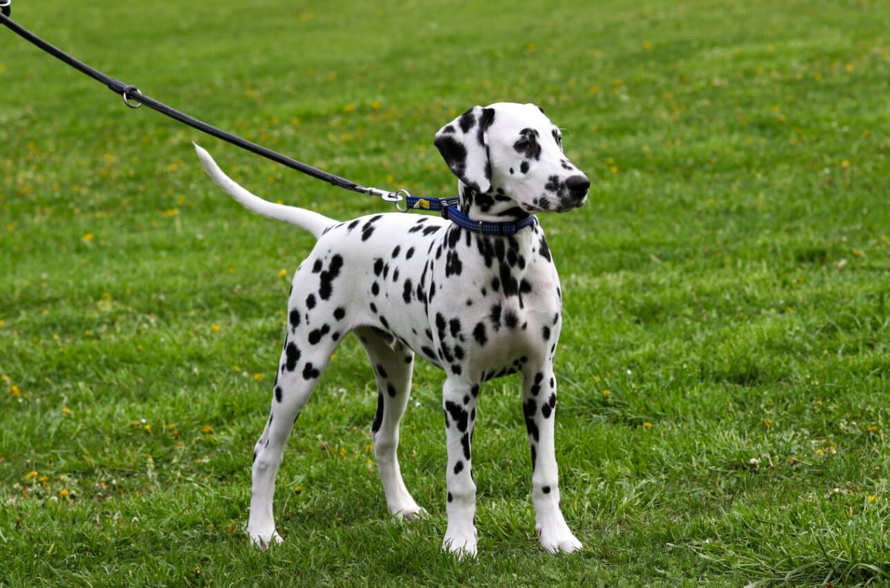 Best Dog Breeds for First-Time Dog Owners in India (2026)