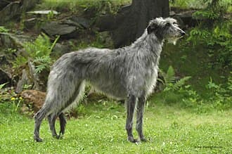 Deerhound