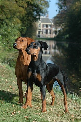 Deutscher Pinscher