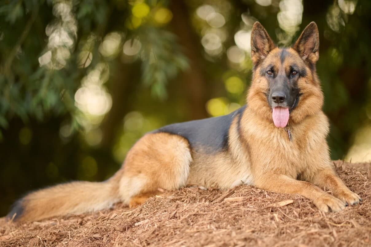 KCI / Non-KCI Puppy Checklist: 12 Questions Before You Pay